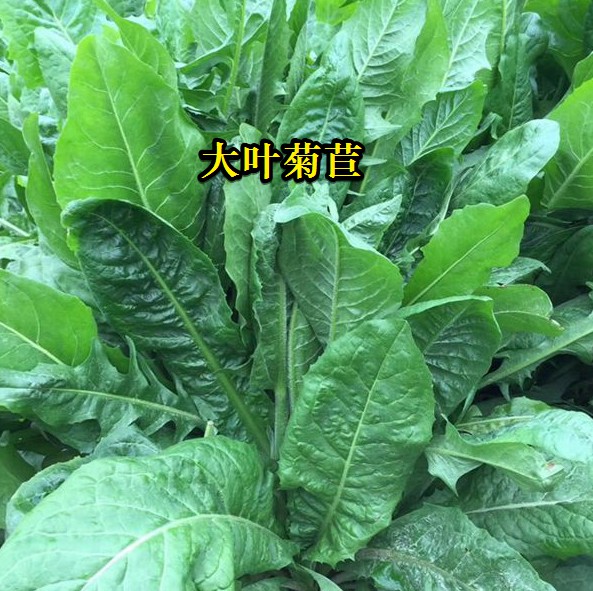 大葉菊苣----高蛋白質含量，防畜禽拉稀、止瀉飼草